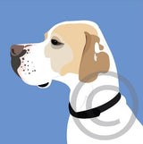 English Pointer