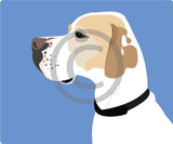 English Pointer