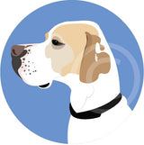 English Pointer