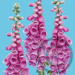 Foxgloves