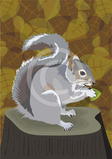 Grey Squirrel