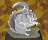 Grey Squirrel