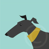 Greyhound