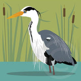 Heron