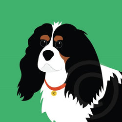 King Charles Cavalier