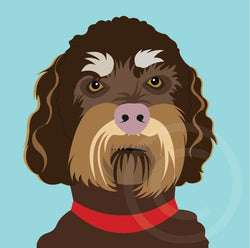 Labradoodle