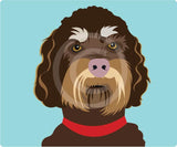 Labradoodle