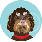 Labradoodle