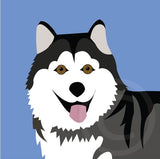 Malamute/Husky