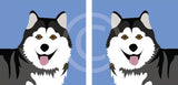Malamute/Husky