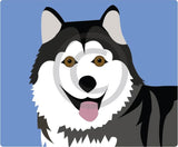 Malamute/Husky