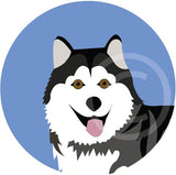 Malamute/Husky