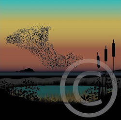 Murmuration at Marazion Marsh