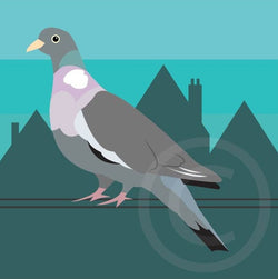 Pigeon