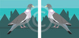 Pigeon