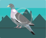 Pigeon