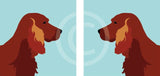 Red Setter
