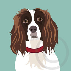 Spaniel 1