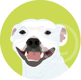 Staffie