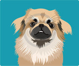 Tibetan Spaniel