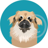 Tibetan Spaniel