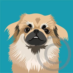 Tibetan Spaniel