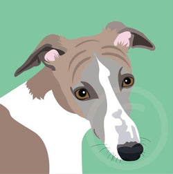 Whippet