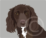 Working Cocker Spaniel