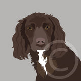 Working Cocker Spaniel